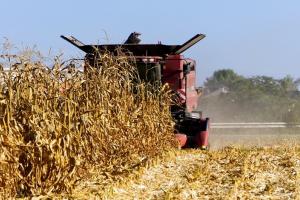 Retrospectiva săptămânală a pieței porumbului (8-15 septembrie)
