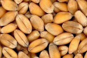 Recoltele bogate nu sunt suficiente: stocurile mondiale de cereale se reduc din nou