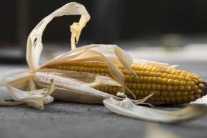 Porumbul european primește o nouă lovitură grea