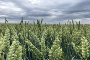 Australia de Sud se îndreaptă către una dintre cele mai mari recolte de cereale