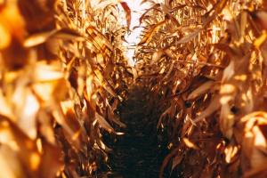 Seceta afectează oficial peste 70 000 de hectare în România