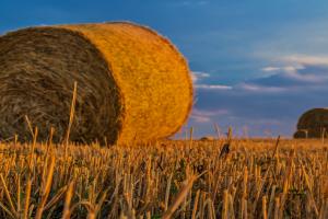 Rezultatele grâului britanic arată cât de neuniform a fost sezonul: de la 3,9 la 11,5 tone/ha
