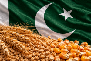 Revenirea Pakistanului pe piața internațională de import de grâu: Cât mai au de cumpărat?