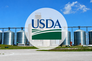 USDA zgâlțâie piața porumbului: stocurile sunt cu 35% peste nivelul din 2025