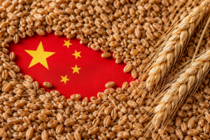 Chinezii reduc agresiv consumul de porumb în industria furajeră: scădere de la 47% la 29%