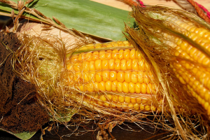 Coreea de Sud accelerează achizițiile de porumb înainte de raportul USDA