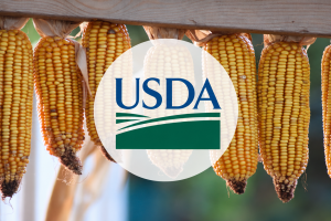 USDA surprinde piața cu o recoltă de porumb mult mai mare în SUA. Va scădea prețul și la Constanța?