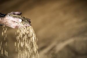 Algeria a cumpărat peste 0,5 milioane de tone de grâu: prețurile, cu 20% peste cele de anul trecut