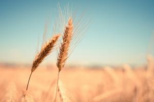 România riscă să piardă teren pe piața egipteană după înăsprirea cerințelor privind calitatea grâului