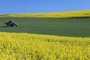 România: plus 37% la producția de floarea-soarelui și liderul UE la suprafețe