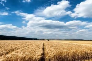 Prețul grâului continuă să scadă pe MATIF și CBOT