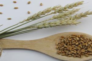 Războiul continuă, riscurile cresc, dar de ce au încetat să mai crească prețurile cerealelor? Războiul continuă, riscurile cresc, dar de ce au încetat să mai crească prețurile cerealelor?