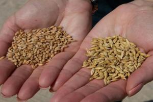Turcia reduce importurile de cereale cu aproape 6 milioane de tone