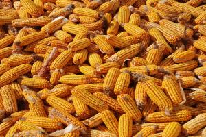 Coreea de Sud a cumpărat 136 000 de tone de porumb. Prețurile, tot în scădere