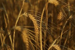 Prețul grâului european pierde în fața cotațiilor la Marea Neagră