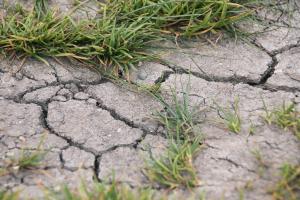 Suprafețe mari cultivate cu grâu, orz și rapiță sunt afectate de secetă